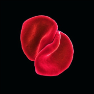 Peter Gabriel "Scratch My Back"